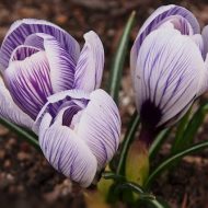 2013-04-13-15-27-56