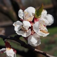 2015-04-12--14-35-16.JPG