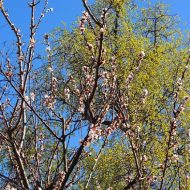 2015-04-12--14-57-33.JPG